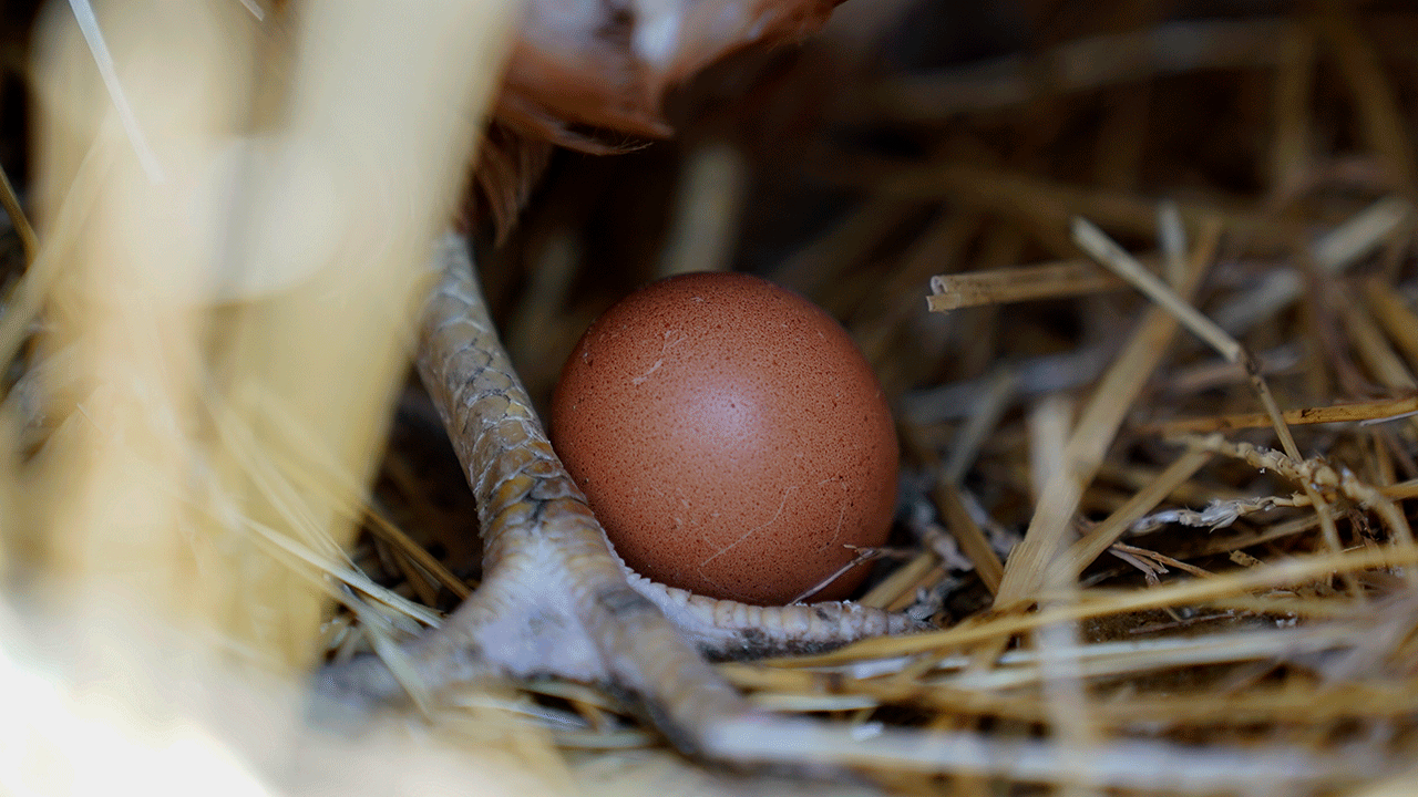 Ohio egg farm culls more than 1.3 million chickens amid resurgence of bird flu