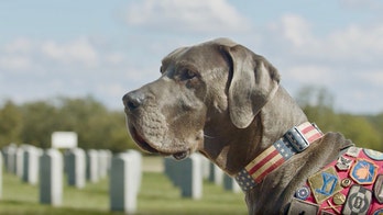 Winner, winner! American Humane announces its 2023 Hero Dog Award recipient