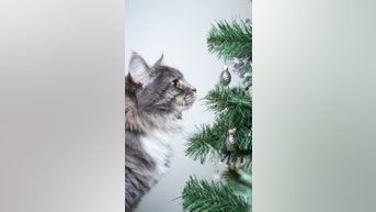 Holiday decor poses DANGER to pets