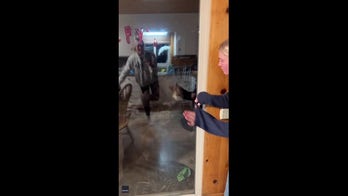 Bear attempts to enter home as residents try to scare the animal away
