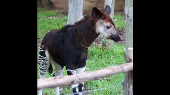 San Antonio Zoo shares footage of its baby okapi, recently named 'Gates,' playing around in his enclosure