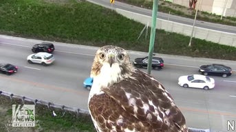 WATCH: Hawk caught staring into traffic camera